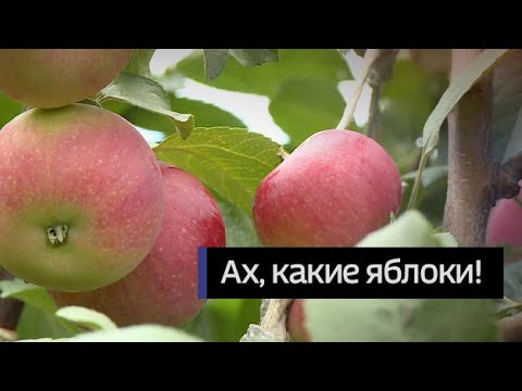 Видео: Что такое степное дерево: как вырастить степную яблоню в саду