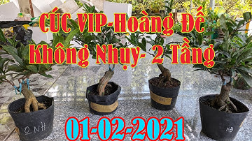 Mai Cúc không Nhụy, Cúc Hoàng Đế, Cúc Vip, Cúc 2 Tầng nhiều bo 800k Bao ship 0386573 894