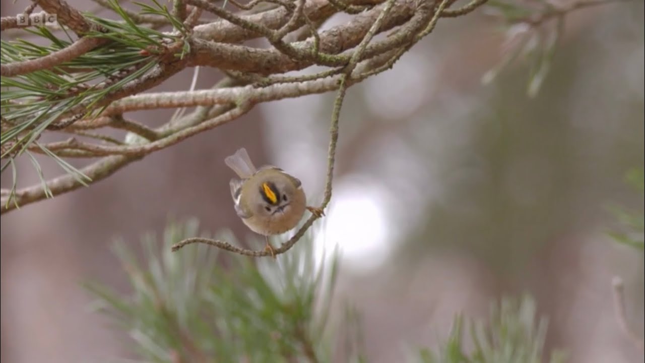 Chris & Michaela on tagging Goldcrests and what’s been discovered | Winterwatch 2024