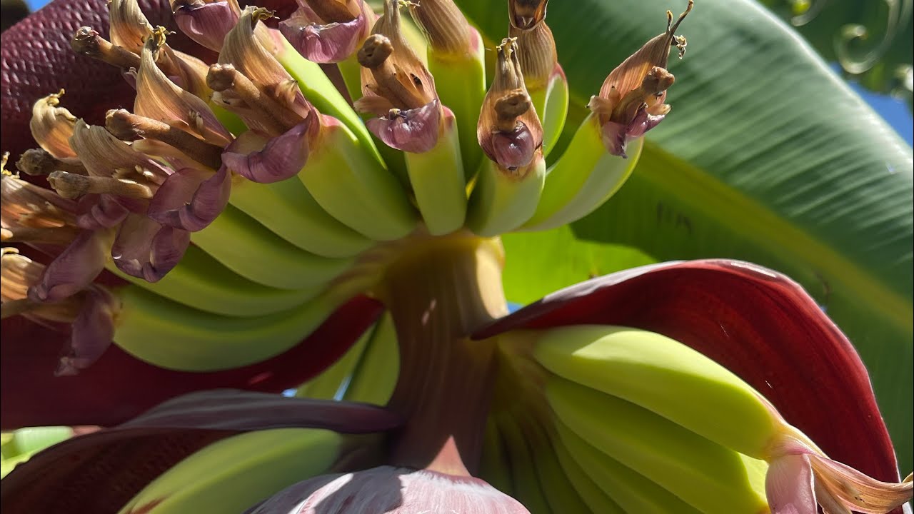 Growing bananas 🍌 in Melbourne YouTube