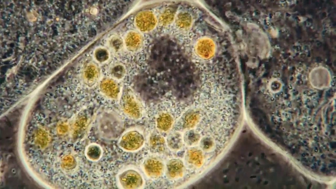 Now. Al Bowlly & Ray Noble Orchestra