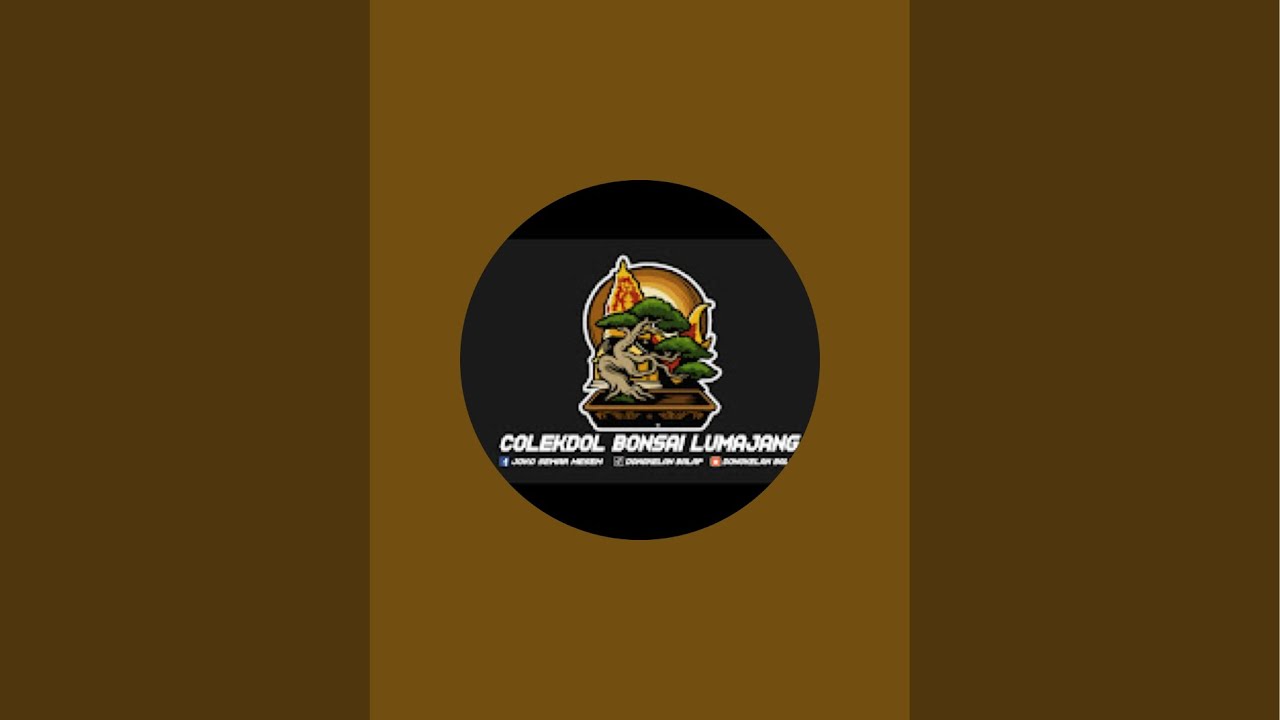 Colekdol bonsai Lumajang  sedang live sekarang!