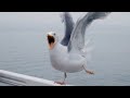 Seagull laughing