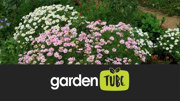 Argyranthemum Daisies For Year Round Colour