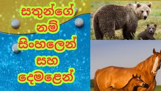 Animals name sinhala & tamil|animals name tamil|animals name sinhala|සතුන්ගේ නම් සිංහලෙන් සහ දෙමළෙන්