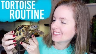 Daily Tortoise Routine & Feeding