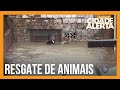 Cidade Alerta acompanha ao vivo o resgate de cachorros no RS