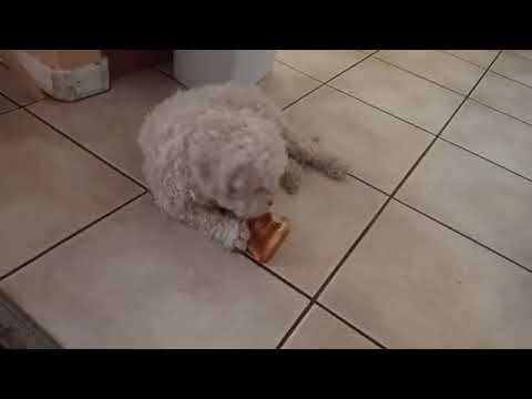 ቪዲዮ: Nylabone ያስታውሳል ቡችላ ማስጀመሪያ ኪት የውሻ ቼሾችን ይምረጡ