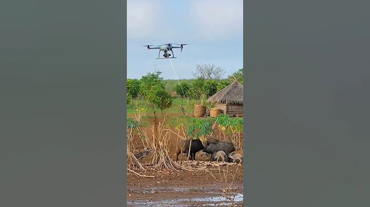 Drone Ambushes a Wild Boar Damaging the Farm!