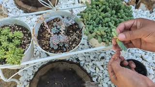 Propagating Sedum Dasyphyllum "Major". Providing information about sedums known as stonecrops