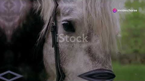 Unlocking the Secrets of Horse Communication: Master your bond!!