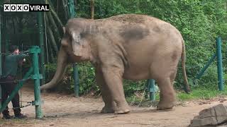 Animal World Episode 88 | Amazing Daily Life of Smart and Cute Elephants in The Zoo