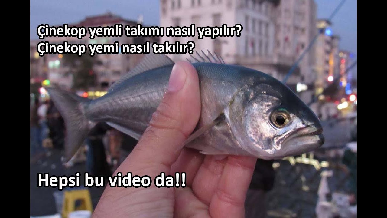 Çinekop yemli takımı nasıl yapılır? Çinekop yemi nasıl takılır? Çinekop mantarı nasıl yapılır?