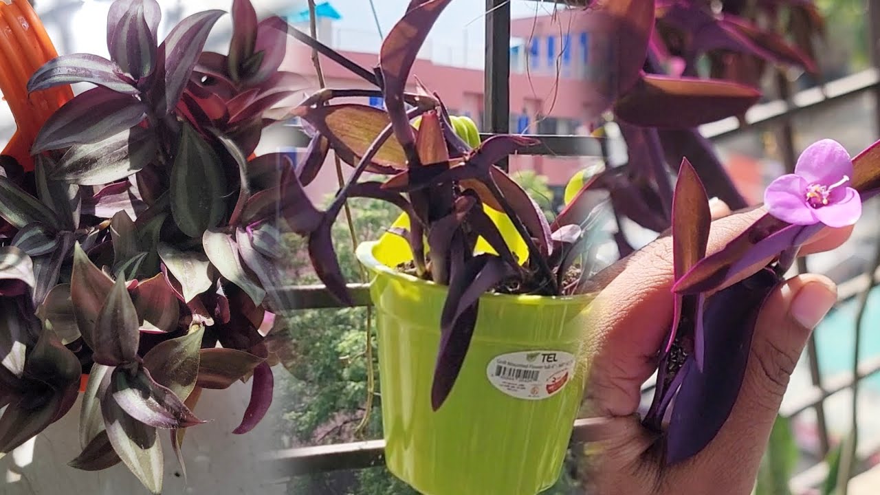 💜জেব্রিনা ও পার্পেল হার্ট গাছকে নতুন দুইটা টবে বসিয়ে দিলাম। অবশেষে মাটির ব্যাংকে টাকা জমা করলাম 