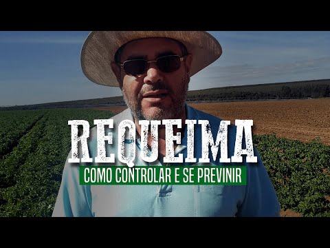 Vídeo: Como Salvar A Colheita De Batatas E Tomates Da Requeima