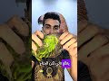 ازاي تشتري ببغاء بغبغان Birds طيور اكسبلور درة كنيور كوكاتو كاسكو طيور زينة Birds ازاي تشتري ببغاء بغبغان Birds طيور اكسبلور درة كنيور كوكاتو كاسكو طيور زينة Birds