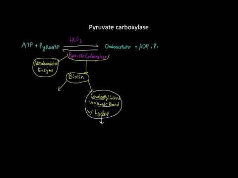 वीडियो: माइटोकॉन्ड्रिया में पाइरूवेट कार्बोक्सिलेज क्यों होता है?