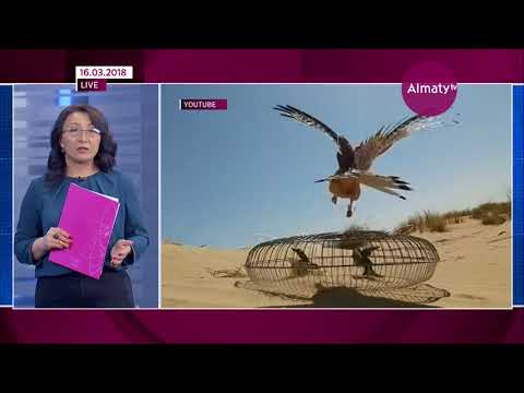 Безжалостная охота: в регионах Казахстана браконьеры истребляют соколов (16.03.18)