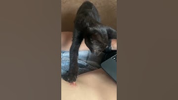 Kitten sucking persons nipple #funnyvideo