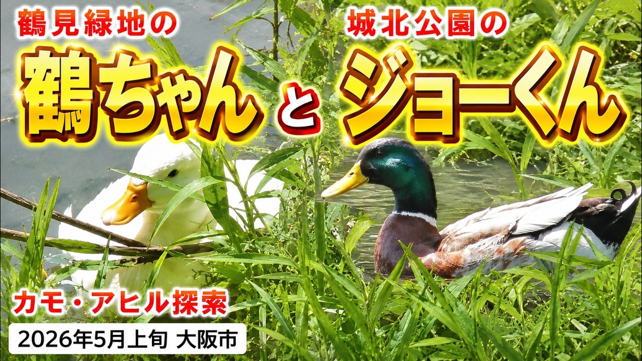 送料無料　時代物　緑檀根付　『明山』銘　アヒル（鴨） YouTube