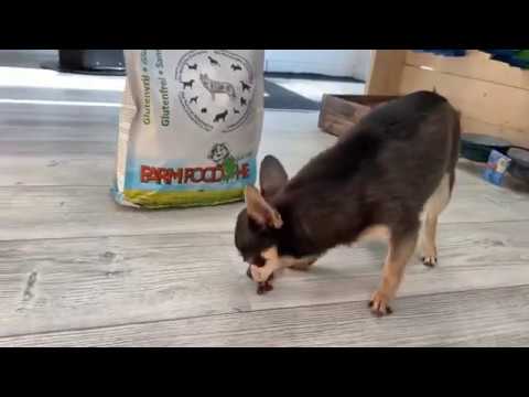 Farm Food – Glutenvrij Mini | De Chihuahua Shop .nl - YouTube