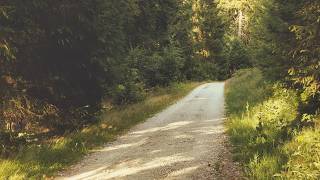 🌳 4K - Relaxing Nature Sounds For Stress Relief, Forest Sounds, Bird Song, No AI