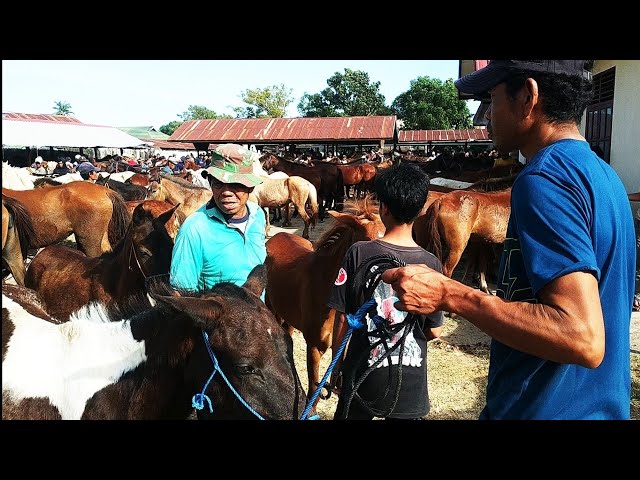 Salah Satu Kuda Rekomendasi yang Bisa dibeli Lalu diJual Kembali Setelah Beberapa Bulan Kedepan class=