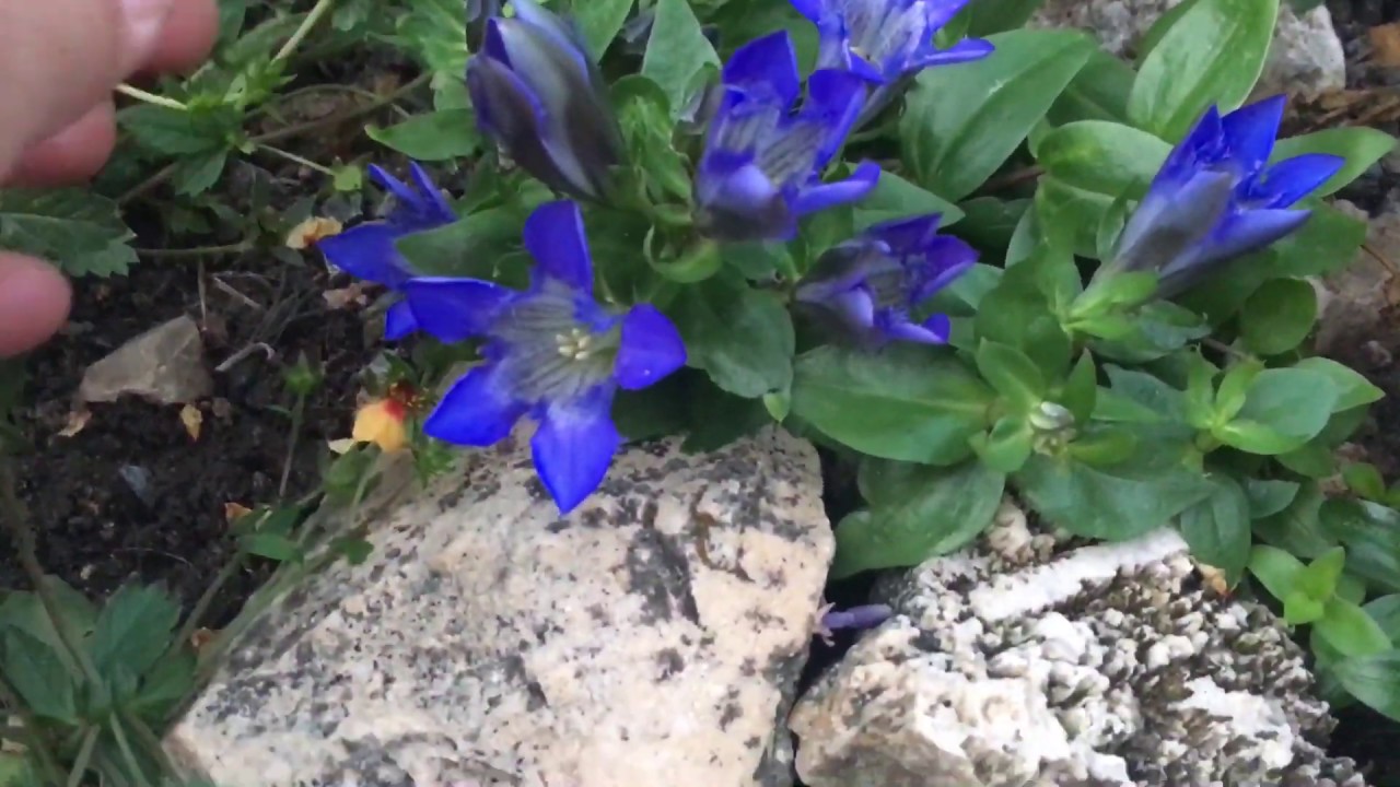 Горечавка семираздельная в альпийской горке (видео) - YouTube