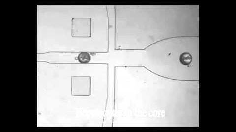 Controlled Assembly of Heterotypic cells in a Core-Shell Scaffold: Organ in a Droplet