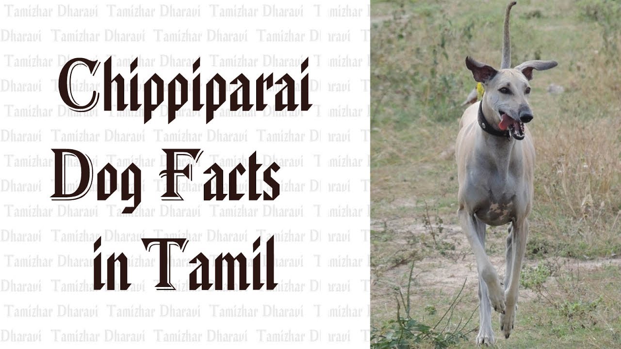 chippiparai dog food tamil