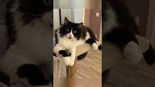 А Вы кто , кошатник или собачник?😜#веселыекоты#cat#прикольныекоты#cute#любовь#котики#собака#pets
