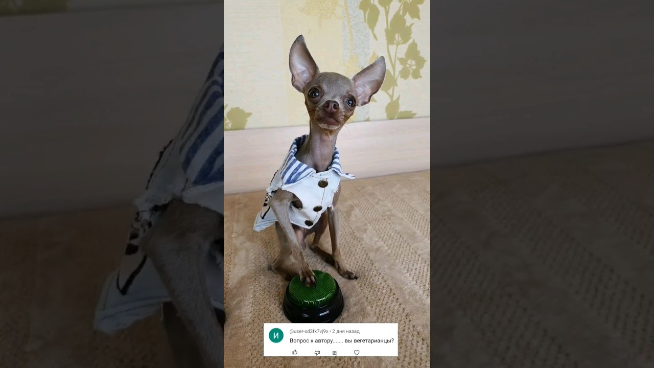 моя собака веган? 
