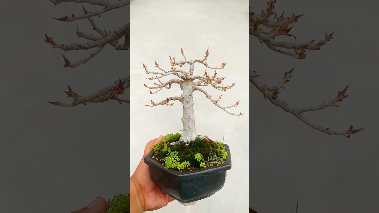 A Shohin Ficus Green Island