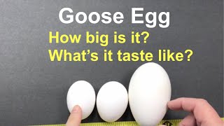 What Does a Goose Egg Taste Like and How Big is a Goose Egg