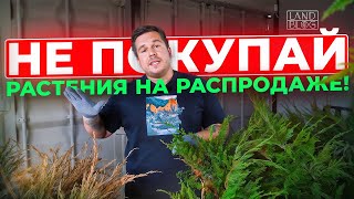картинка: Распродажа растений! Акции! Скидки! Почему не надо экономить ?