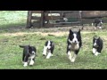 Cachorritos Border Collie Yeleen