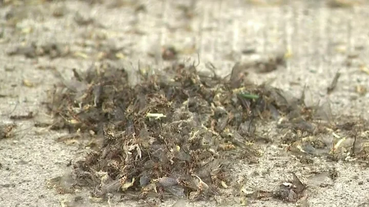 Grosse Pointe copes with fishfly invasion