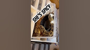 #ballpythonmorphs #snake #reptiles #piedballpython #ballpython #ballpythonbreeder #morphmarket #fyp