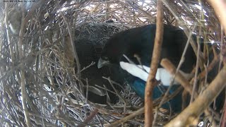 210419 magpie nest soft bed screenshot 2