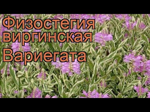 Video: Ֆիզոստեգիա