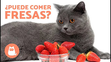 ¿Pueden comer fresas los gatos?