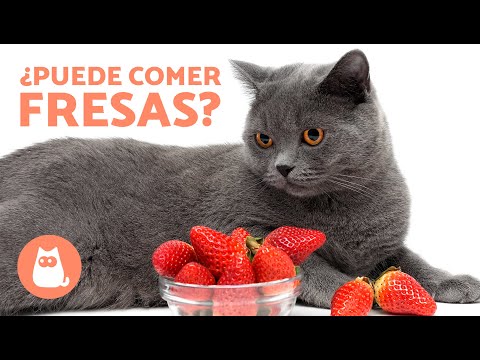 Video: ¿Lloran los gatos?