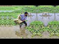 Very Amazing Net Fishing Video - Best Cast Net Fishing - Traditional Net Fishing Skilled