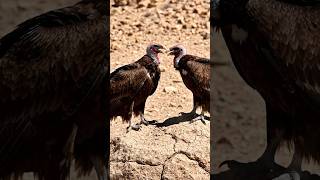 two vultures angry #usa #usashorts #vulture