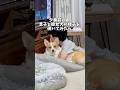 母がワンコ&人間の夕食の準備中の光景途中め食べ物に釣られたけど、貰えないってわかったらさっさとそっちゃんの隣に戻って行った🤣 #コーギー多頭飼い #コーギー #犬と子供 #仲良し #犬のいる暮らし