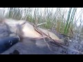Подводная охота. Река Калаус. Октябрь 2016г.