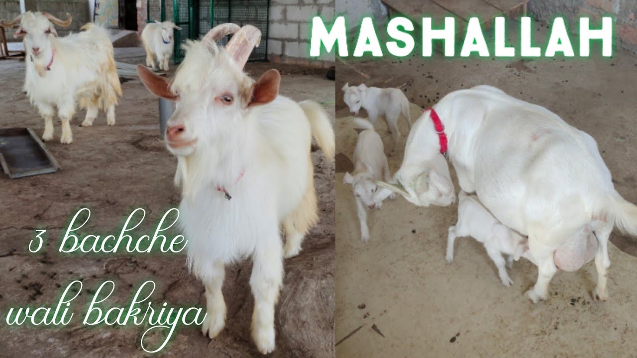 pure quality bantam Goats in Hyderabad | xing breeder bakre in Hyderabad | 3 bachche wali bakriya