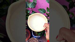 Use Shampoo solution to prevent milibug problem#trending#garden#gardencare#youtubeshorts #viral#love