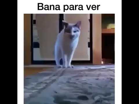 bana para ver kedi