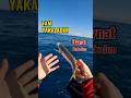 Eşşek İstavriti Yakaladım ve olanlar oldu. #fishing #keşfet #balıkavı #shots #atçek #balık #catch